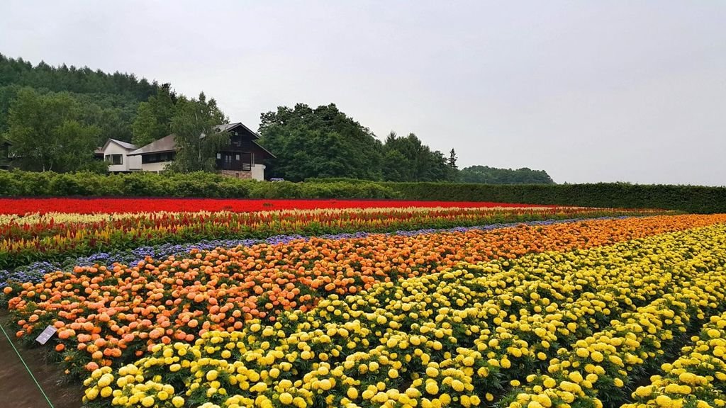 【日本】2017北海道道東自駕旅遊--行程篇