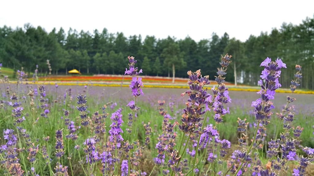 【日本】2017北海道道東自駕旅遊--行程篇