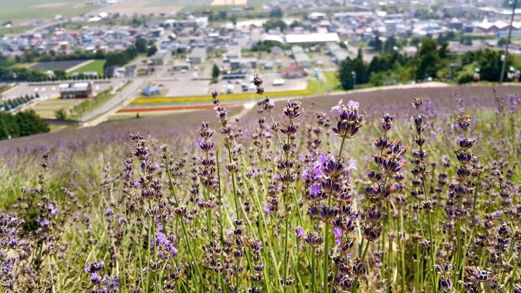 【日本】2017北海道道東自駕旅遊--行程篇