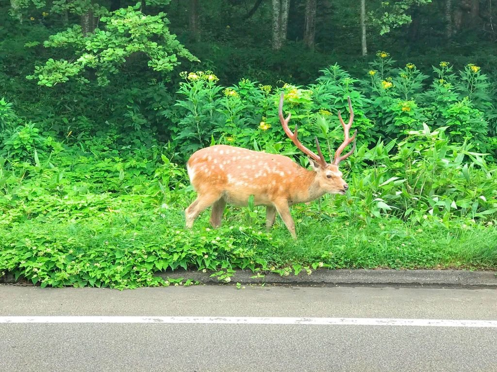 【日本】2017北海道道東自駕旅遊--行程篇