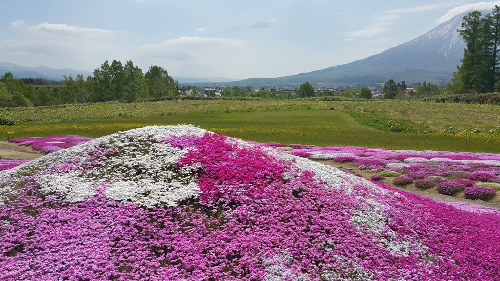 【日本北海道】俱知安町三島さんの家芝桜庭園