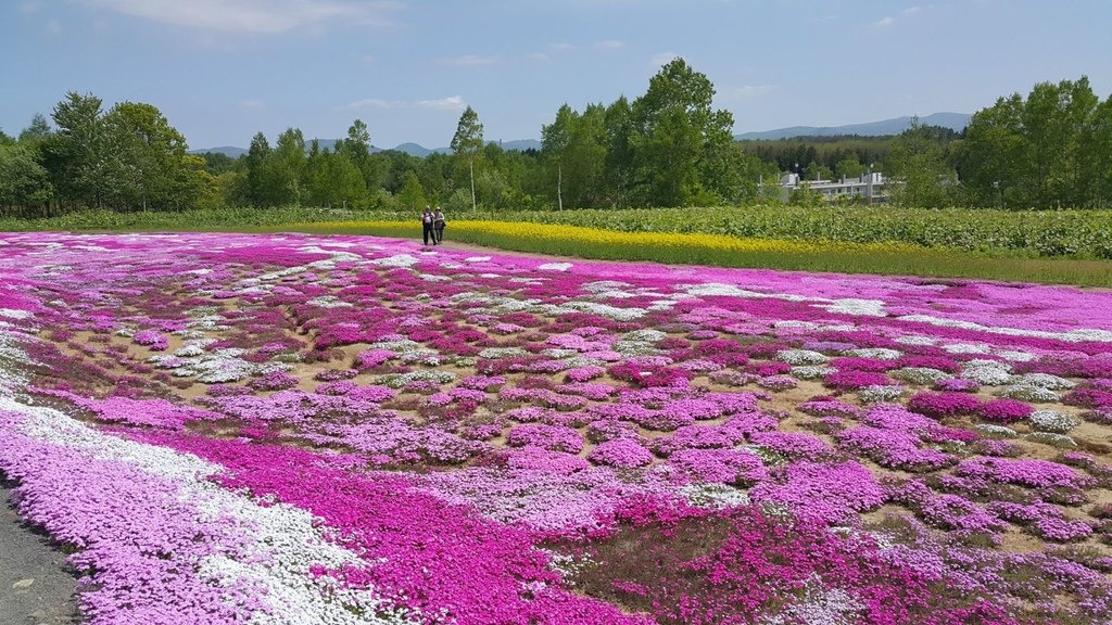 【日本北海道】俱知安町三島さんの家芝桜庭園