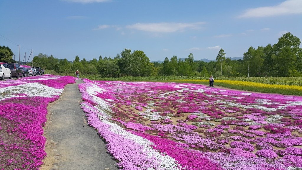 【日本北海道】俱知安町三島さんの家芝桜庭園