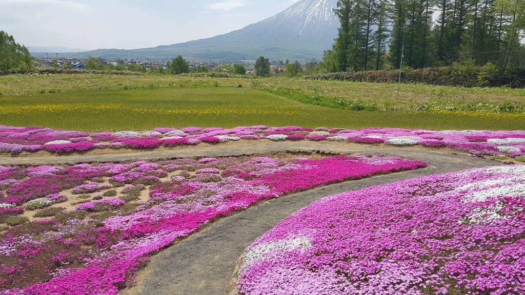 【日本北海道】俱知安町三島さんの家芝桜庭園