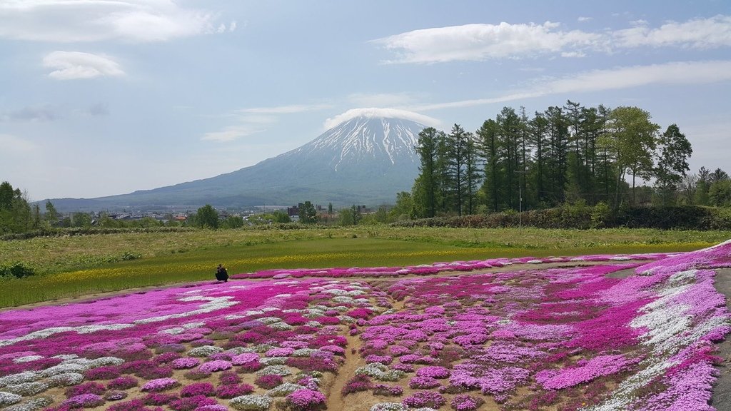 【日本北海道】俱知安町三島さんの家芝桜庭園