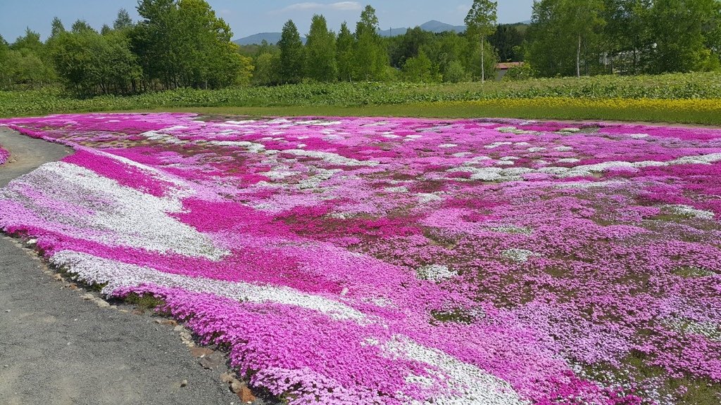 【日本北海道】俱知安町三島さんの家芝桜庭園