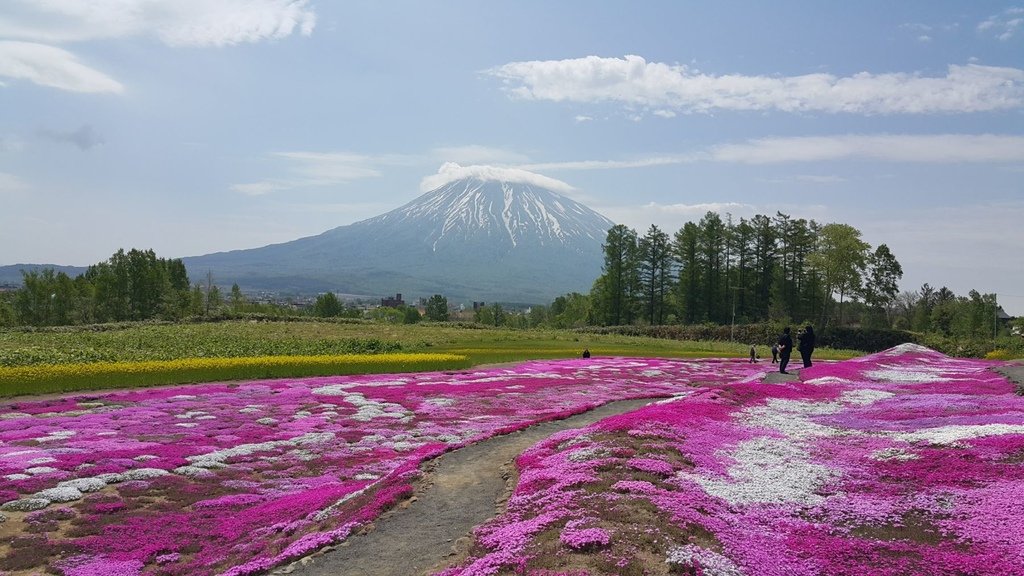 【日本北海道】俱知安町三島さんの家芝桜庭園