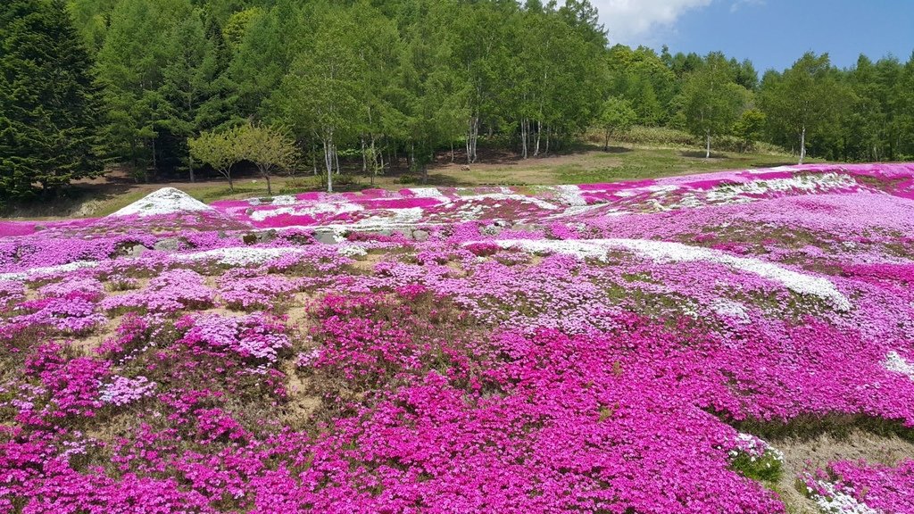 【日本北海道】俱知安町三島さんの家芝桜庭園