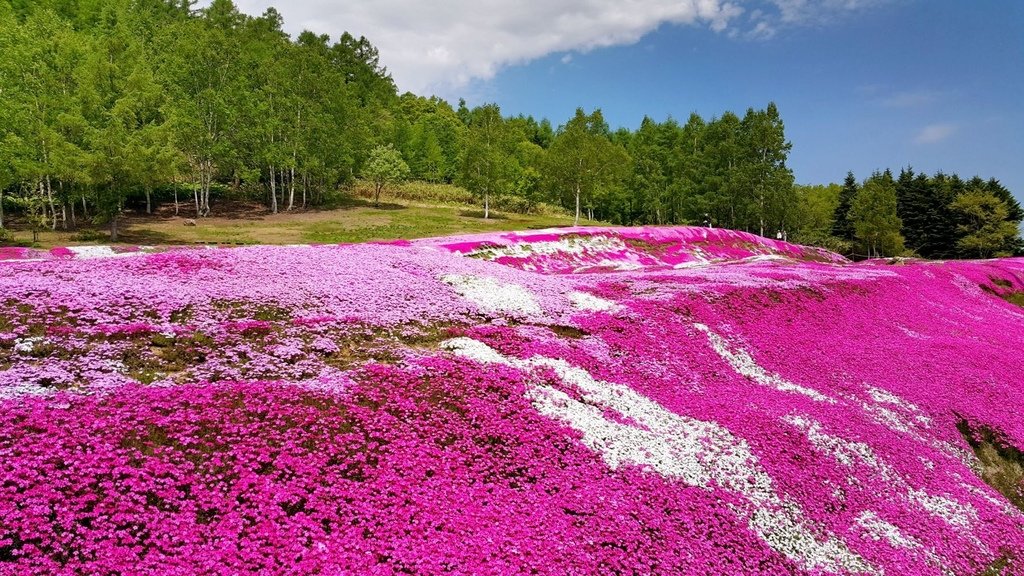 【日本北海道】俱知安町三島さんの家芝桜庭園