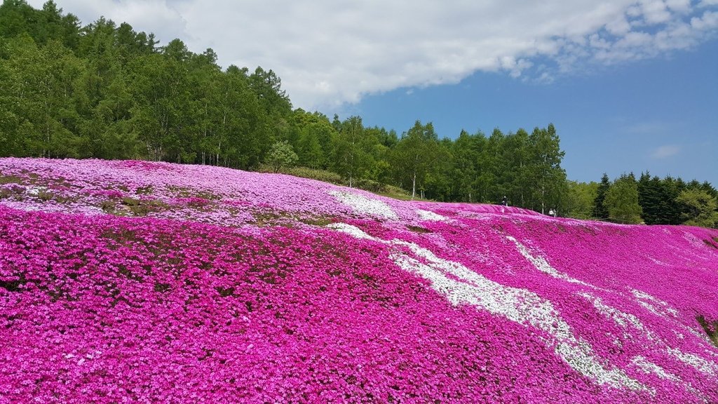 【日本北海道】俱知安町三島さんの家芝桜庭園