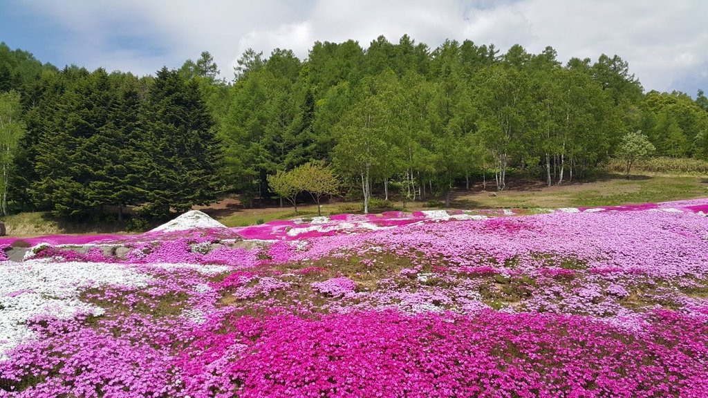 【日本北海道】俱知安町三島さんの家芝桜庭園