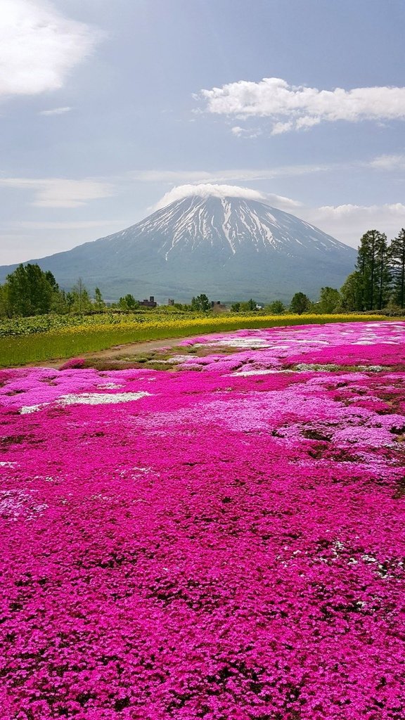 【日本北海道】俱知安町三島さんの家芝桜庭園