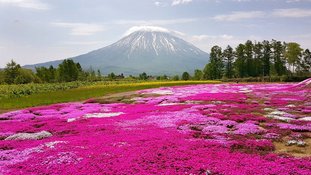 【日本北海道】俱知安町三島さんの家芝桜庭園