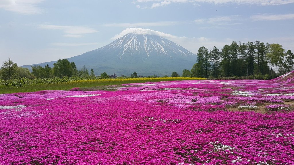 【日本北海道】俱知安町三島さんの家芝桜庭園