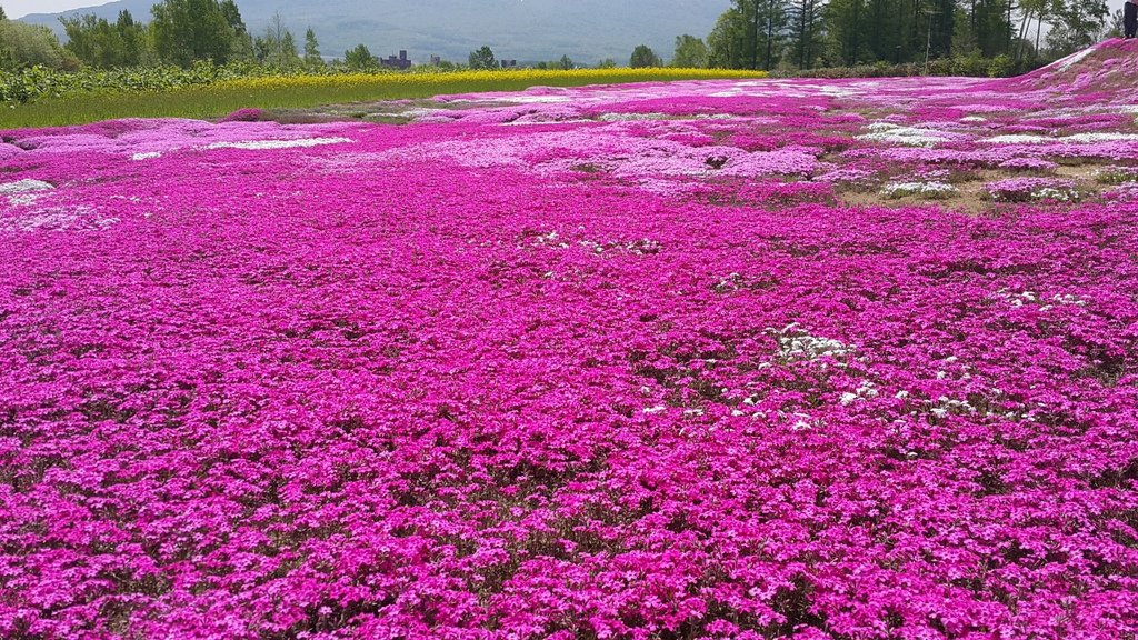 【日本北海道】俱知安町三島さんの家芝桜庭園