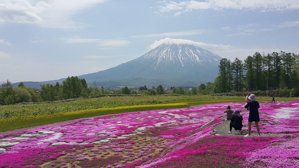 【日本北海道】俱知安町三島さんの家芝桜庭園