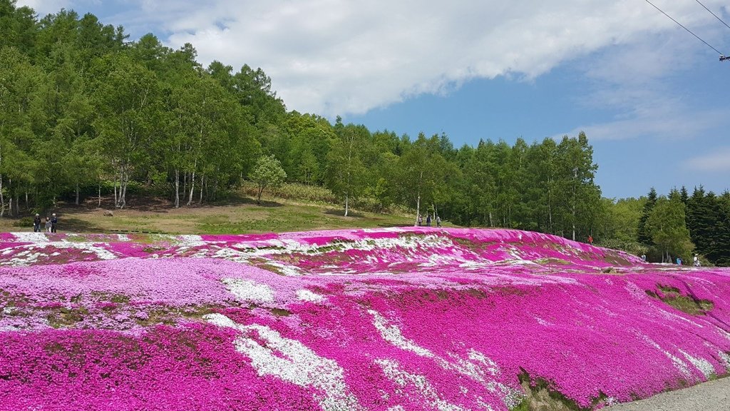 【日本北海道】俱知安町三島さんの家芝桜庭園