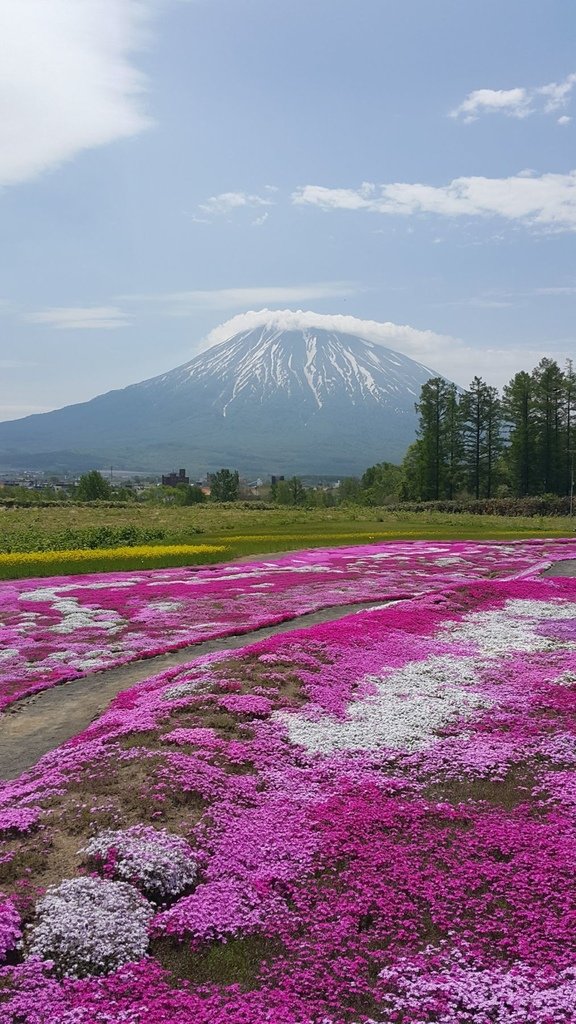 【日本北海道】俱知安町三島さんの家芝桜庭園