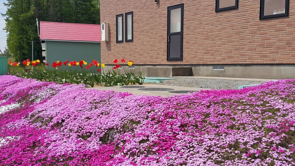 【日本北海道】俱知安町三島さんの家芝桜庭園