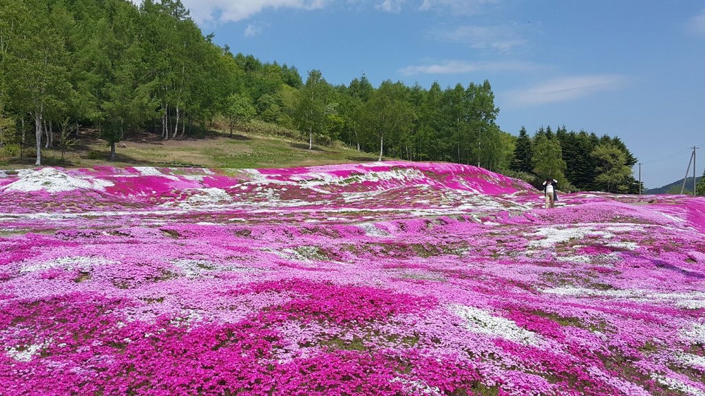 【日本北海道】俱知安町三島さんの家芝桜庭園