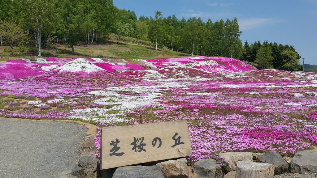 【日本北海道】俱知安町三島さんの家芝桜庭園