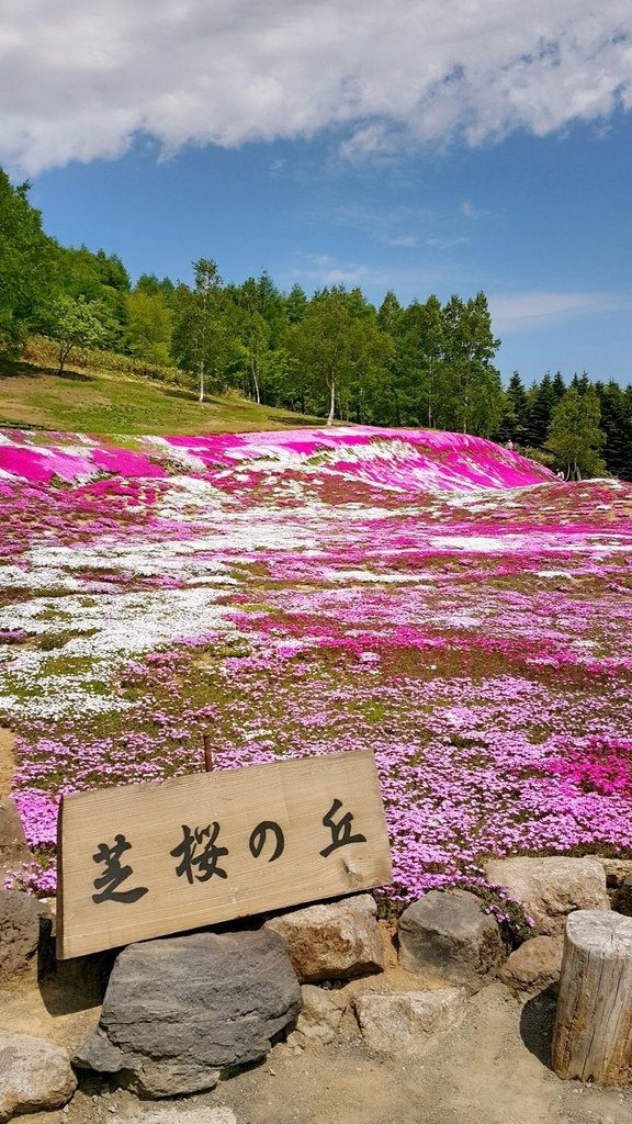 【日本北海道】俱知安町三島さんの家芝桜庭園