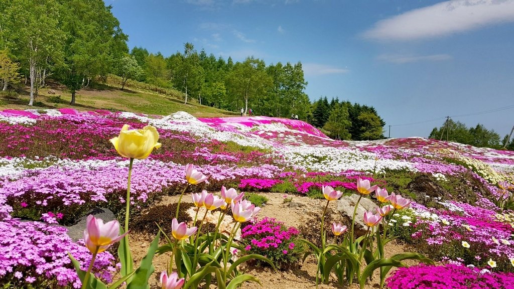 【日本北海道】俱知安町三島さんの家芝桜庭園