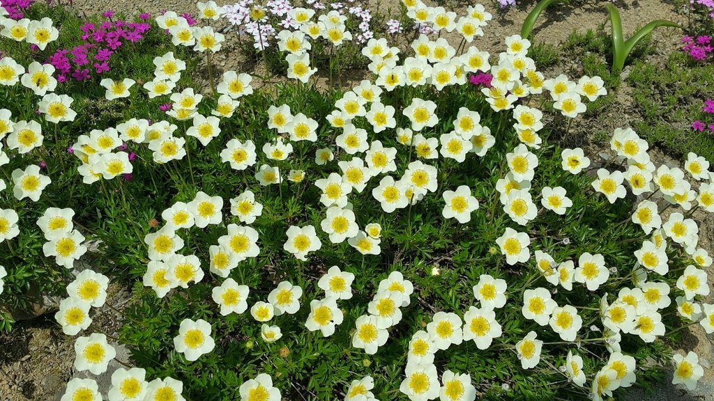 【日本北海道】俱知安町三島さんの家芝桜庭園