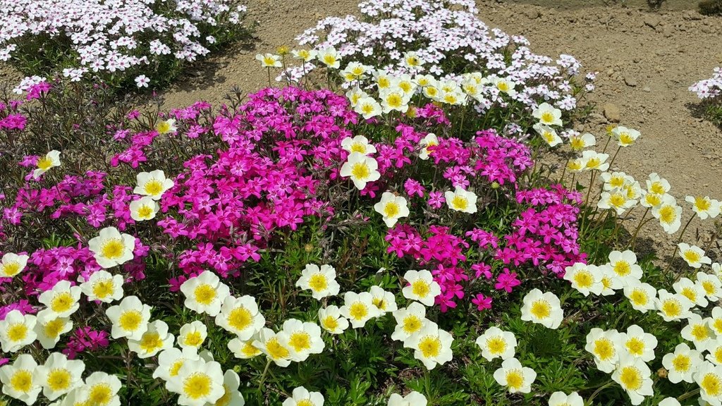 【日本北海道】俱知安町三島さんの家芝桜庭園