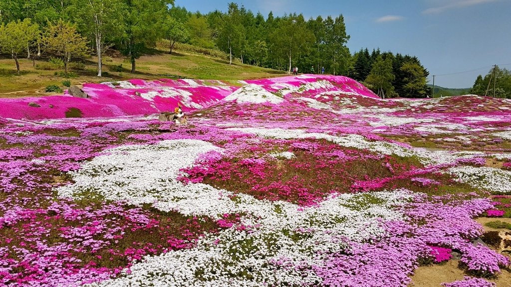 【日本北海道】俱知安町三島さんの家芝桜庭園