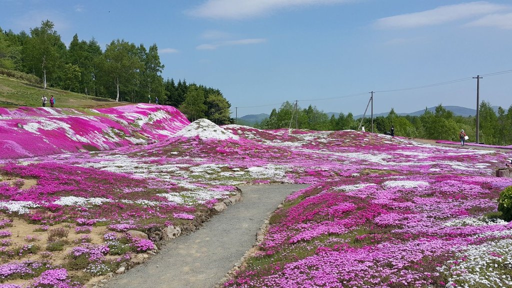 【日本北海道】俱知安町三島さんの家芝桜庭園