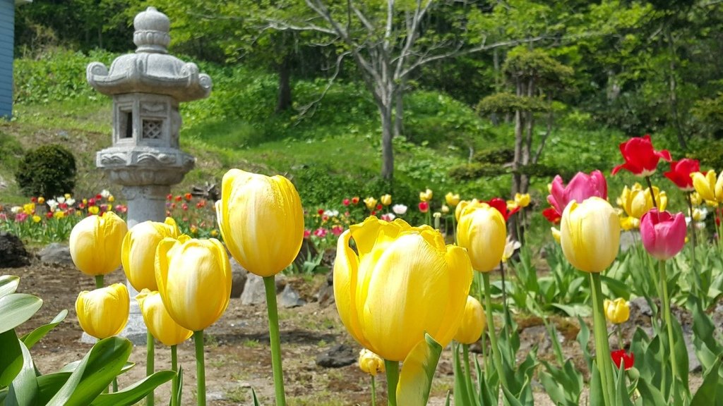 【日本北海道】俱知安町三島さんの家芝桜庭園