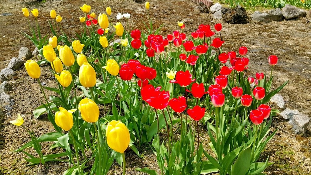 【日本北海道】俱知安町三島さんの家芝桜庭園