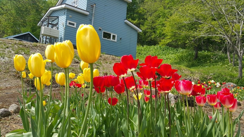 【日本北海道】俱知安町三島さんの家芝桜庭園