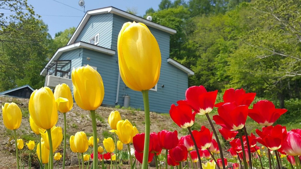 【日本北海道】俱知安町三島さんの家芝桜庭園