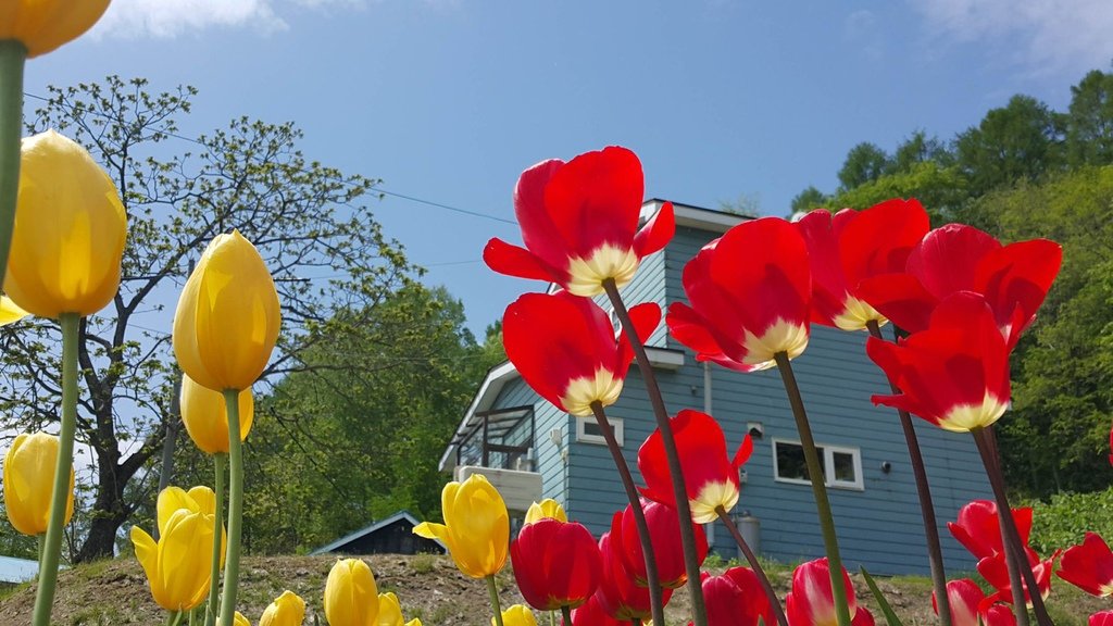 【日本北海道】俱知安町三島さんの家芝桜庭園