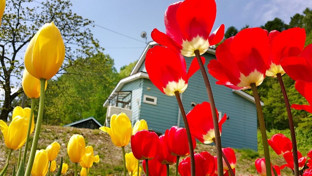 【日本北海道】俱知安町三島さんの家芝桜庭園