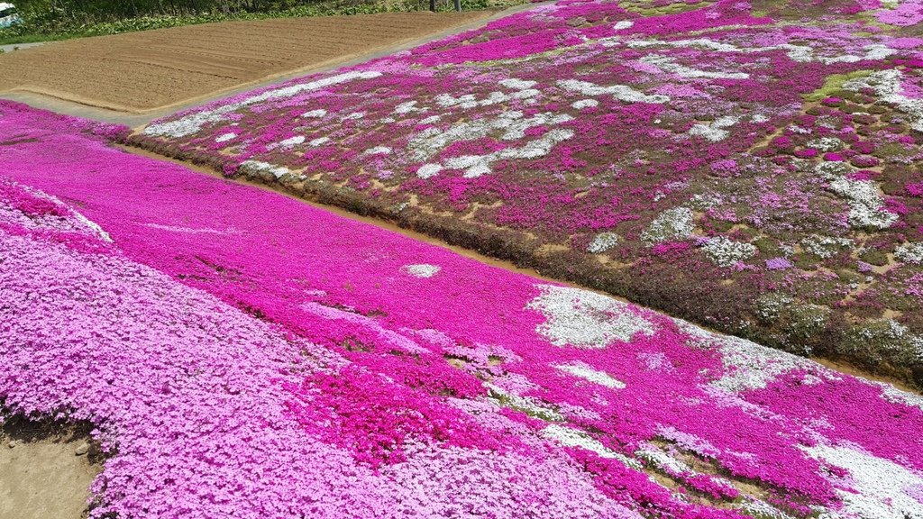 【日本北海道】俱知安町三島さんの家芝桜庭園