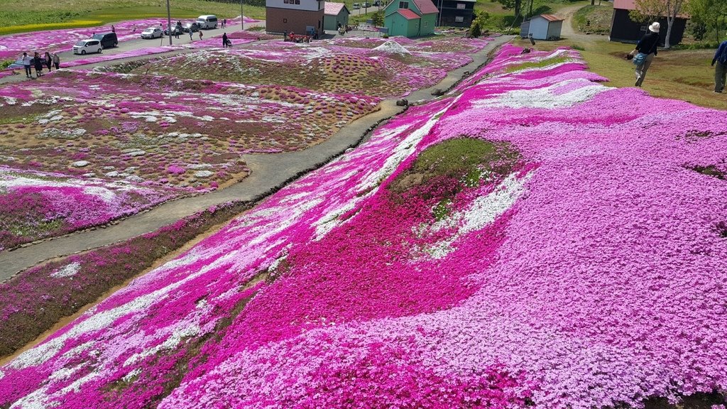 【日本北海道】俱知安町三島さんの家芝桜庭園