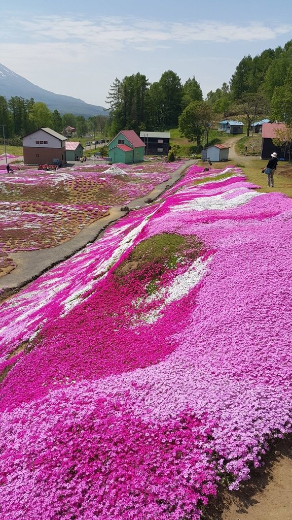 【日本北海道】俱知安町三島さんの家芝桜庭園