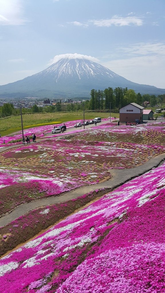 【日本北海道】俱知安町三島さんの家芝桜庭園