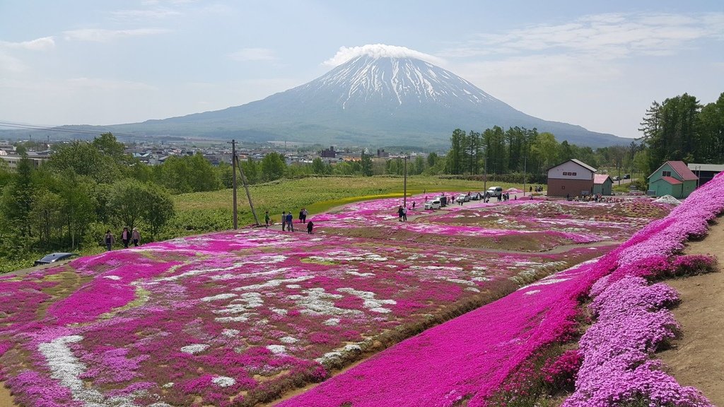 【日本北海道】俱知安町三島さんの家芝桜庭園