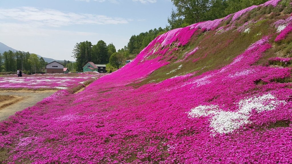 【日本北海道】俱知安町三島さんの家芝桜庭園