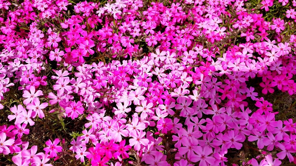 【日本北海道】俱知安町三島さんの家芝桜庭園