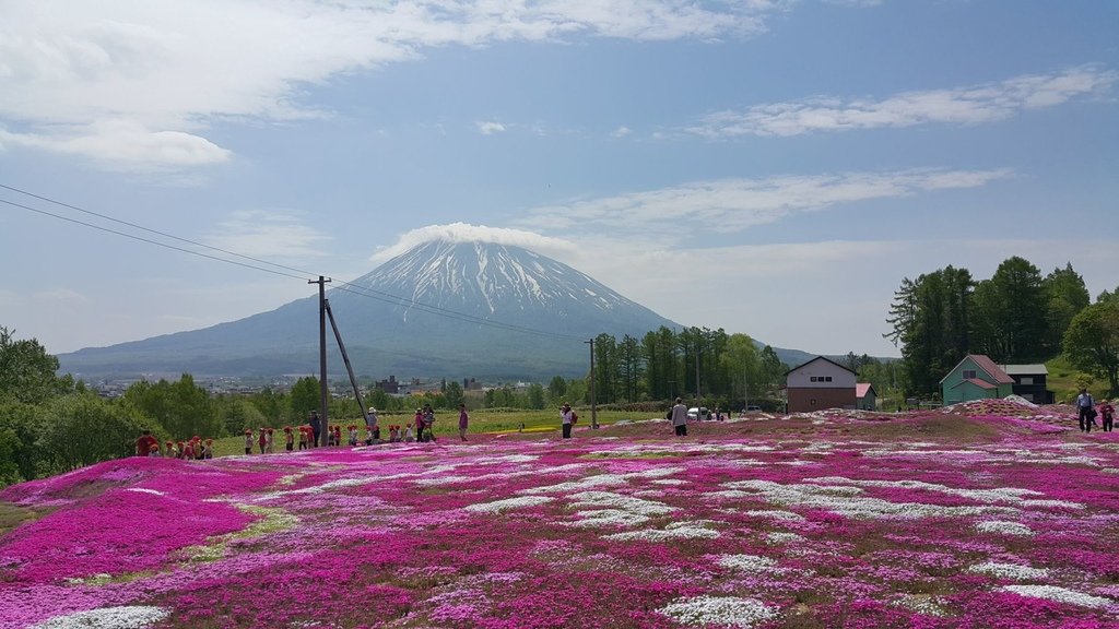 【日本北海道】俱知安町三島さんの家芝桜庭園