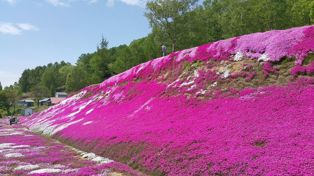 【日本北海道】俱知安町三島さんの家芝桜庭園