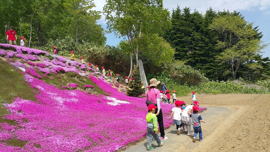 【日本北海道】俱知安町三島さんの家芝桜庭園