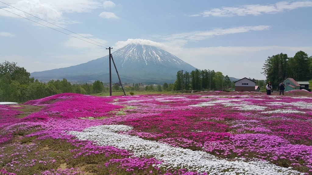 【日本北海道】俱知安町三島さんの家芝桜庭園