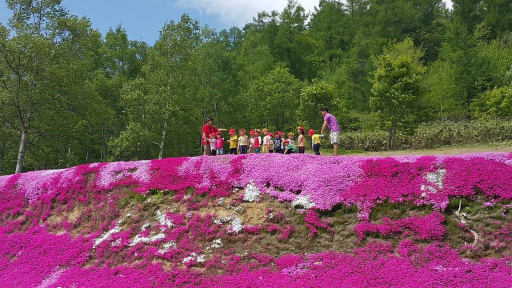 【日本北海道】俱知安町三島さんの家芝桜庭園