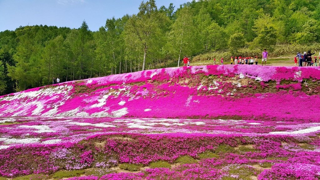 【日本北海道】俱知安町三島さんの家芝桜庭園